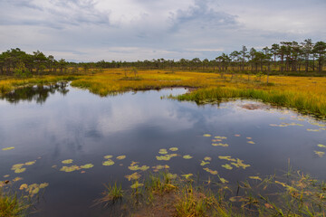Scenic bog lake in Riisa, Soomaa National Park, Estonia.