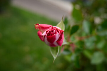 A vivid rose with red and white petals shines