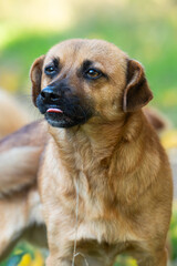 Obraz premium portrait of a mongrel dog