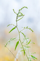 autumn landscape on foggy morning
