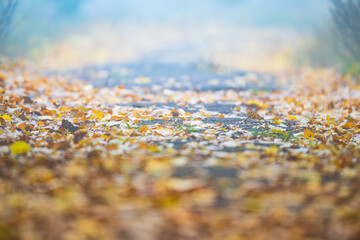 autumn landscape on foggy morning