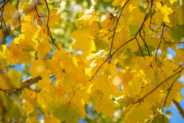 autumn landscape of yellow leaves