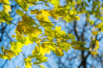 autumn landscape of yellow leaves