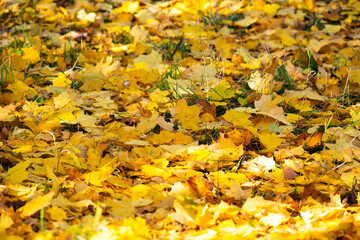 autumn landscape of yellow leaves