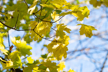 autumn landscape of yellow leaves
