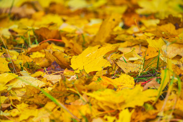 autumn landscape of yellow leaves