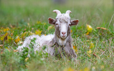 Obraz premium a goat grazing in a meadow