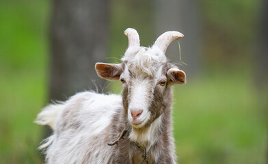 a goat grazing in a meadow