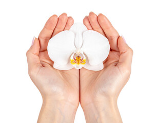  orchid in hand - white flower in female palms on transparent background png