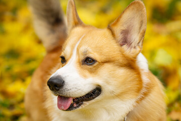 Corgis on an autumn walk