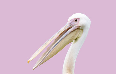 A close-up photo of a pelican