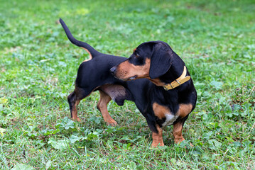 Black and Tan Dachshund on Grass