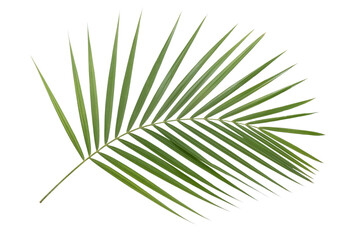 Obraz premium single palm leaf. Isolated on transparent background, png