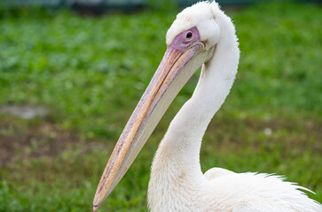 A close-up photo of a pelican