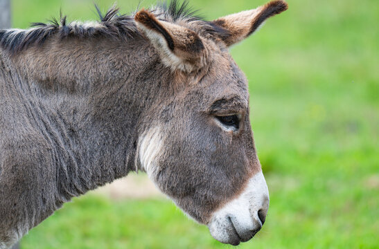 A close-up photo of a donkey