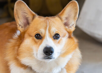  photo of a Pembroke Welsh Corgi