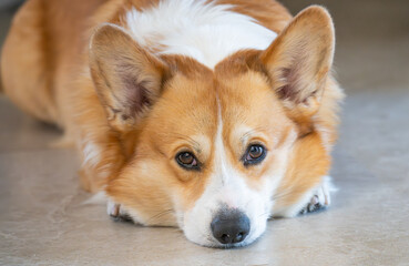  photo of a Pembroke Welsh Corgi