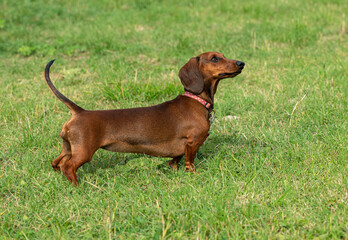 Dachshund Puppy on Grass