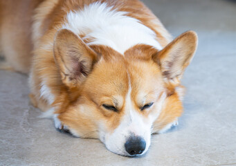  photo of a Pembroke Welsh Corgi
