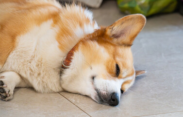  photo of a Pembroke Welsh Corgi