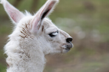photo of a llama at the zoo