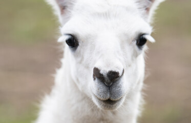 Fototapeta premium photo of a llama at the zoo