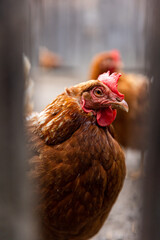 A chicken with a red beak and red comb