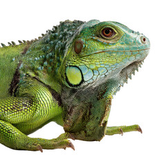 Fototapeta premium A close-up of an iguana resting, isolated on transparent background