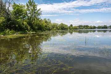 Peaceful summer lake with aquatic plants and reflections of green trees under a partly cloudy blue sky in Canada. Natural landscape and calm water surface.
