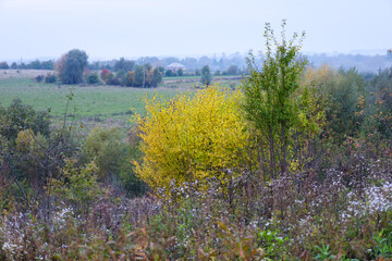 ​A dense yellow shrub stands out on a hill, surrounded by wild grass and small white flowers,...