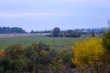 Fototapeta premium A vibrant yellow shrub in the foreground contrasts with the wide, expansive landscape of agricultural fields and distant trees under a pale autumn sky. This image conveys a sense of space and the tran