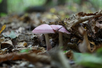 Two graceful mushrooms with pale pink caps sprout from the forest floor, covered in a layer of dry brown fallen leaves. The macro shot with shallow depth of field highlights the delicate colours of th