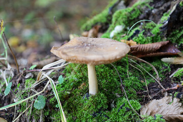 A single brown-beige mushroom with a white stem sprouts from a dense carpet of vibrant green moss on the forest floor.