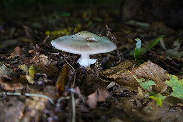 ​A single mushroom with a pale beige cap and white stem grows among a thick layer of dry brown fallen leaves in a shady forest. The macro shot emphasizes texture details and the deep, dark atmosphere 