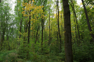 Naklejka premium ​A dense deciduous forest shows the beginning of autumn with a mix of vibrant green and the first yellowing canopies. 