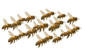 Honeybees forming an arrow, flying or swarming, showing direction and movement on a transparent background