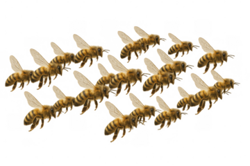 Honeybees forming an arrow, flying or swarming, showing direction and movement on a transparent background