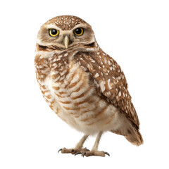 Naklejka premium A brown and white owl with bright yellow eyes, isolated on transparent background
