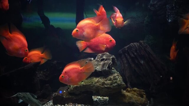 Group of vibrant orange parrot cichlids swimming in a freshwater aquarium with rocks and driftwood.