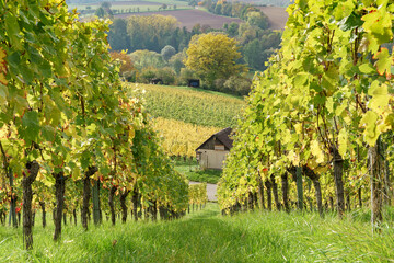 Bunter Herbst im Weinberg