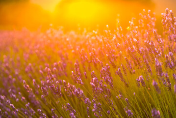 Lavender field at sunset light