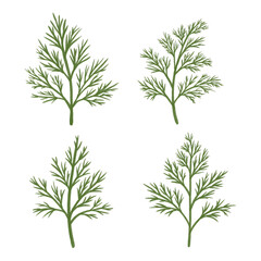 Fototapeta premium Set of green dill branch elements. Fresh herb ingredient for food. Cooking seasoning on transparent background.