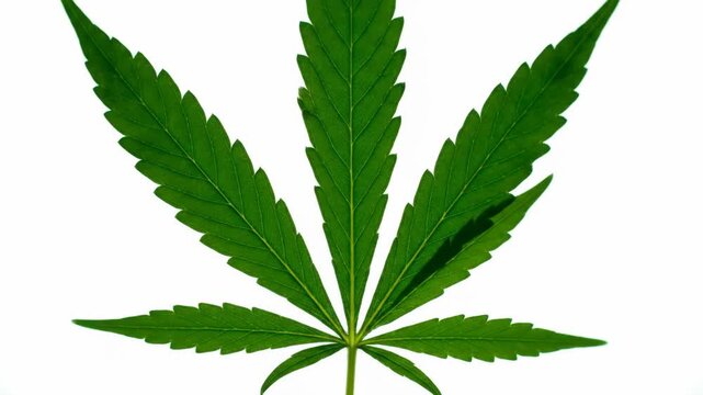 Isolated Cannabis Leaf on White - A single, vibrant green cannabis leaf is presented against a stark white background, highlighting its intricate details and mature form.