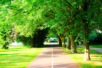 Obraz premium A path in a city autumn park