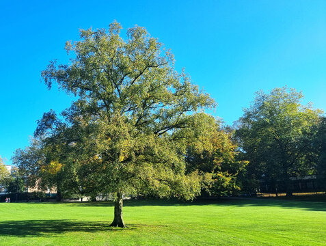 a tree against the blue sky - Powered by Adobe