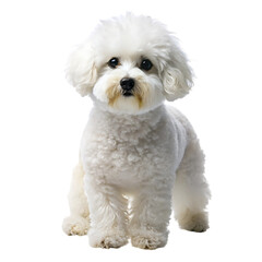 Obraz premium Bichon Frise Dog, Sitting, cutout, PNG isolated on transparent background