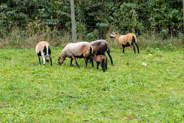 Agriculture and animal husbandry. Goats in a pasture. Jurassic Upland, Poland