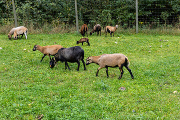 Fototapeta premium Agriculture and animal husbandry. Goats in a pasture. Jurassic Upland, Poland