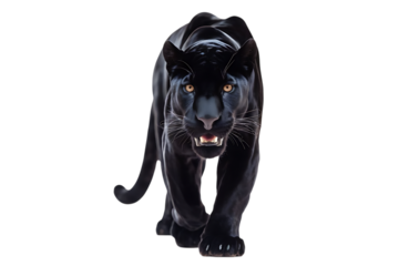 Black panther, majestic with piercing yellow eyes walking forward, cutout, PNG isolated on transparent background