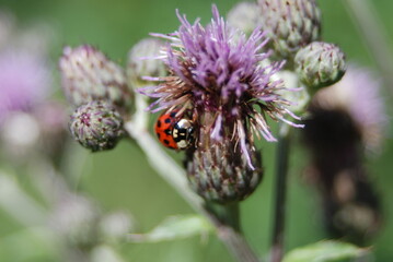 lady bug on a thistle